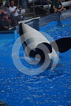 Killer Whale - Orcinus orca