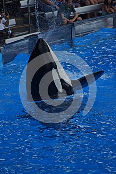 Killer Whale - Orcinus orca