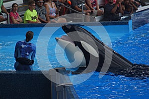 Killer Whale - Orcinus orca