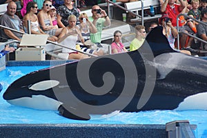 Killer Whale - Orcinus orca