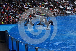 Killer Whale - Orcinus orca