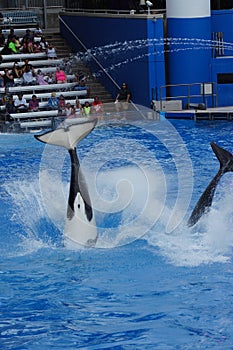 Killer Whale - Orcinus orca