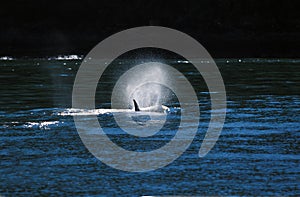 Killer Whale, orcinus orca, Dorsal Fin of Adult, Canada