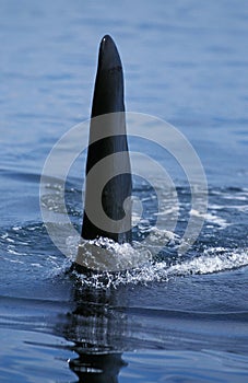 Killer Whale, orcinus orca, Dorsal Fin of Adult, Canada