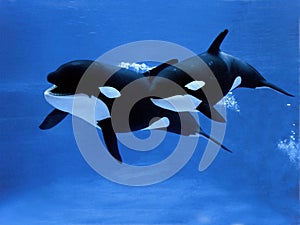 Killer Whale, orcinus orca, Female with Calf