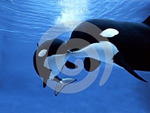 Killer Whale, orcinus orca, Female with Calf