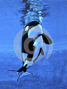 Killer Whale, orcinus orca, Female with Calf