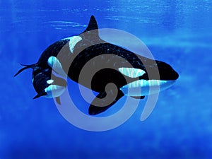 Killer Whale, orcinus orca, Female with Calf