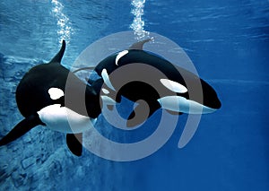 Killer Whale, orcinus orca, Female with Calf