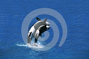 Killer Whale, orcinus orca, Female with Calf breaching