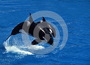 Killer Whale, orcinus orca, Female with Calf Breaching