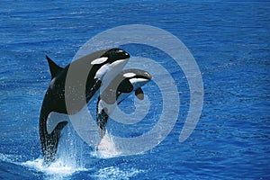 Killer Whale, orcinus orca, Female with Calf Breaching