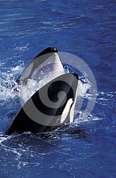 Killer Whale, orcinus orca, Head of Adults at Surface