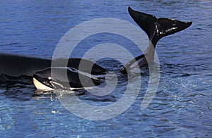 KILLER WHALE orcinus orca, HEAD AND TAIL AT SURFACE