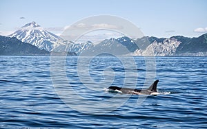 Killer Whale - Orcinus Orca. Killer whale off the coast of Kamchatka, Russia