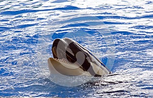 A killer whale, Orcinus Orca, looking out of the w