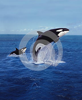 KILLER WHALE orcinus orca, MOTHER AND CALF LEAPING