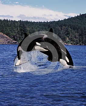 Killer Whale, orcinus orca, Mother and Calf Leaping, Canada