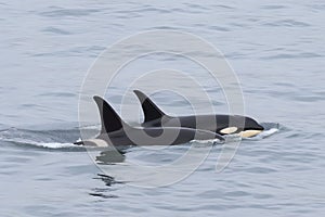 Killer Whale, orcinus orca. Neural network AI generated