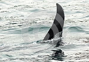 Killer Whale - Orcinus Orca in Pacific Ocean. Water area near Kamchatka Peninsula.