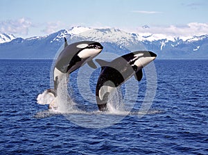 KILLER WHALE orcinus orca, PAIR LEAPING, CANADA photo