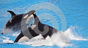 A Killer Whale Pair Porpoise Through Blue Water