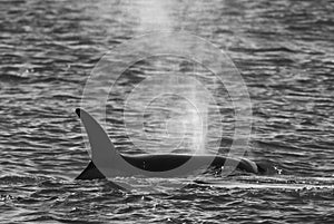 Killer Whale.Patagonia Argentina photo