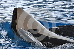 Killer whale playing