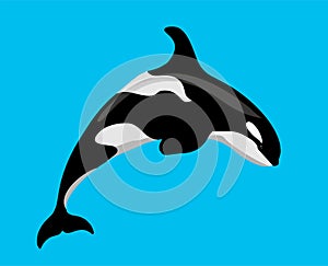 Killer whale sea animal isolated vector illustration. Grampus. Orca or toothed whale, marine predator leaping out of