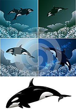 Killer whale set