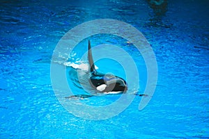 Killer Whale in Shanghai Haichang Ocean Park