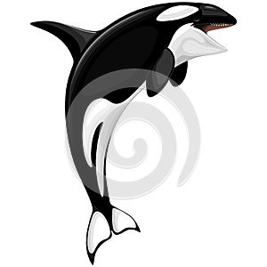 Killer Whale Spirit Orca Jumping Vector illustration isolated on white photo