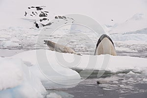 Killer whale spy hanting photo