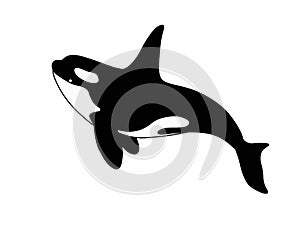 Killer whale - stock vector silhouette of a marine mammal. Ðžrca is a marine cetacean for a logo or pictogram.