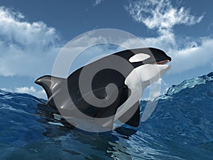 Killer whale in the stormy ocean