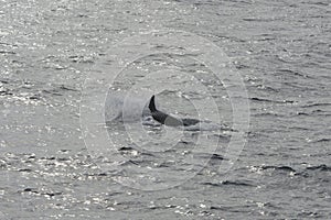 Killer whale surfacing at Andenes, Norway