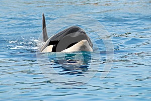 Killer whale swimming