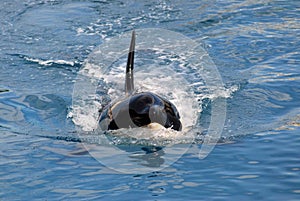 Killer whale swimming