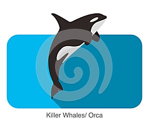 Killer Whale swimming in the sea flat icon design, vector illustration