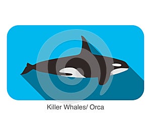 Killer Whale swimming in the sea flat icon design, vector illustration