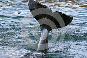 Killer whale tail splash