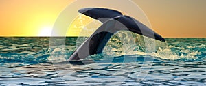 Killer Whale Tail at Sunset