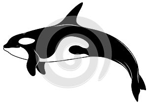 Killer whale, tattoo photo