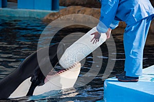 Killer Whale With Trainer and Toy in Japan