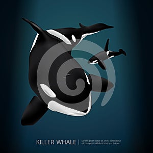 Killer Whale Under The Sea