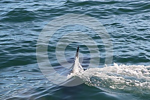 Killer whale under water, only a fin above it