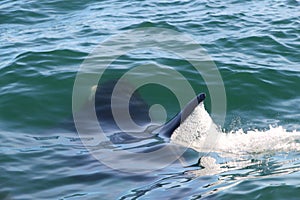 Killer whale under water, only a fin above it