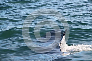 Killer whale under water, only a fin above it