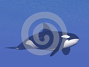 Killer whale underwater - 3D render