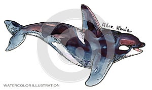 Killer Whale. underwater life watercolor illustration. sea animal